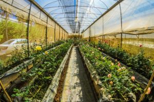 agriculture-blue-care-736779