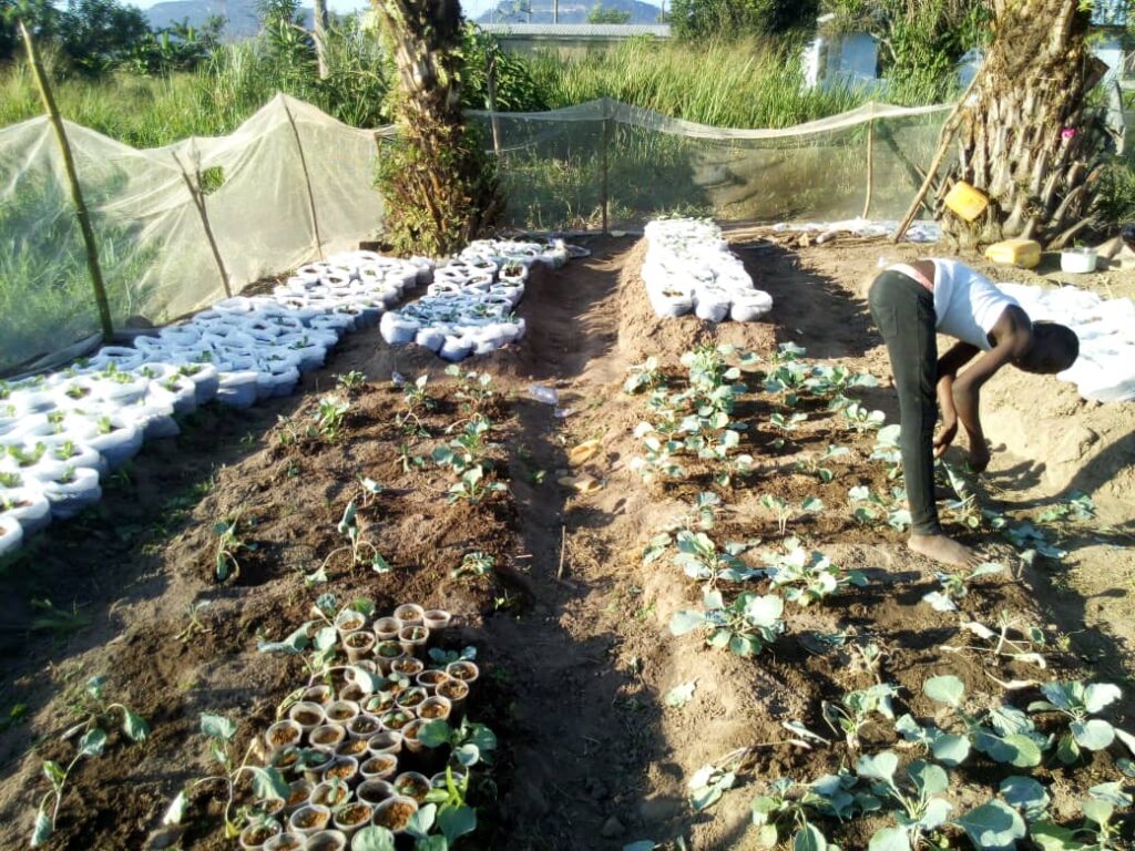 SEED & SEEDLINGS BANK